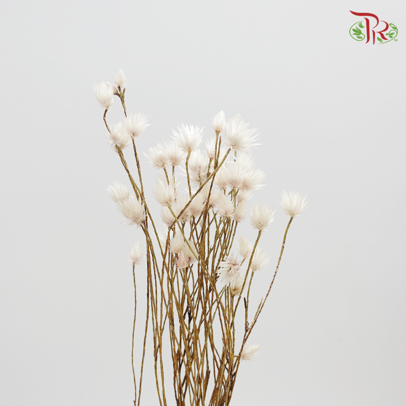 Preserved Shiny White (3024-0-000)-White-Japan-prflorist.com.my