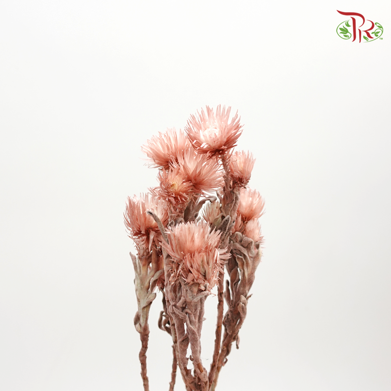 Preserved Silver Daisy (3200-0-190)-Red-Japan-prflorist.com.my