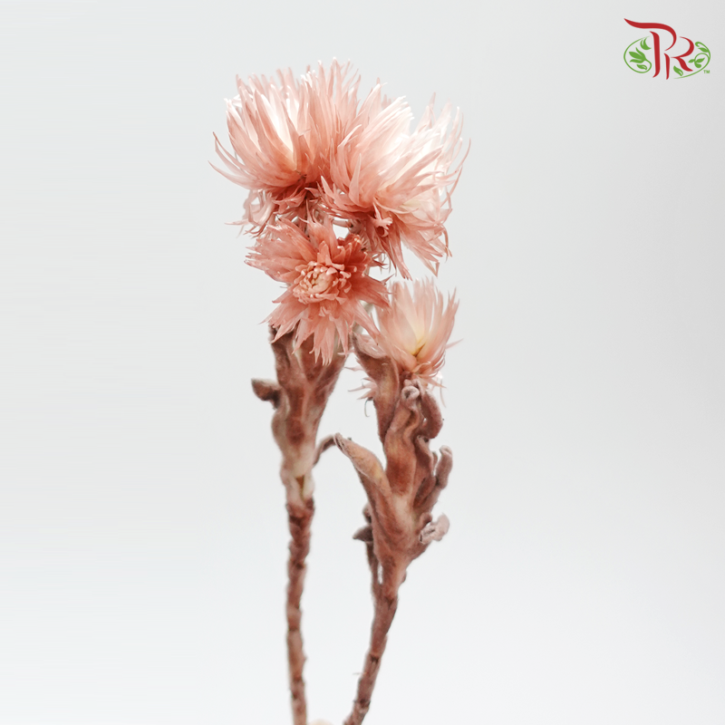 Preserved Silver Daisy (3200-0-190)-Red-Japan-prflorist.com.my