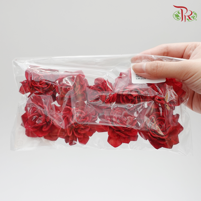 Preserved Sola Dahlia Head-Red-Japan-prflorist.com.my