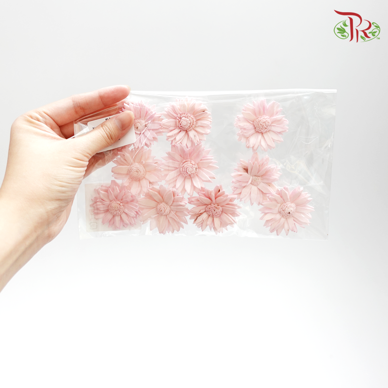 Preserved Sola Marguerite (Small Head)-Pink-Japan-prflorist.com.my