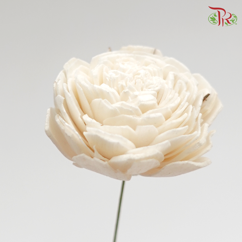 Preserved Sola Rose-Small (Cream) (3208-1-010)-Cream-Japan-prflorist.com.my