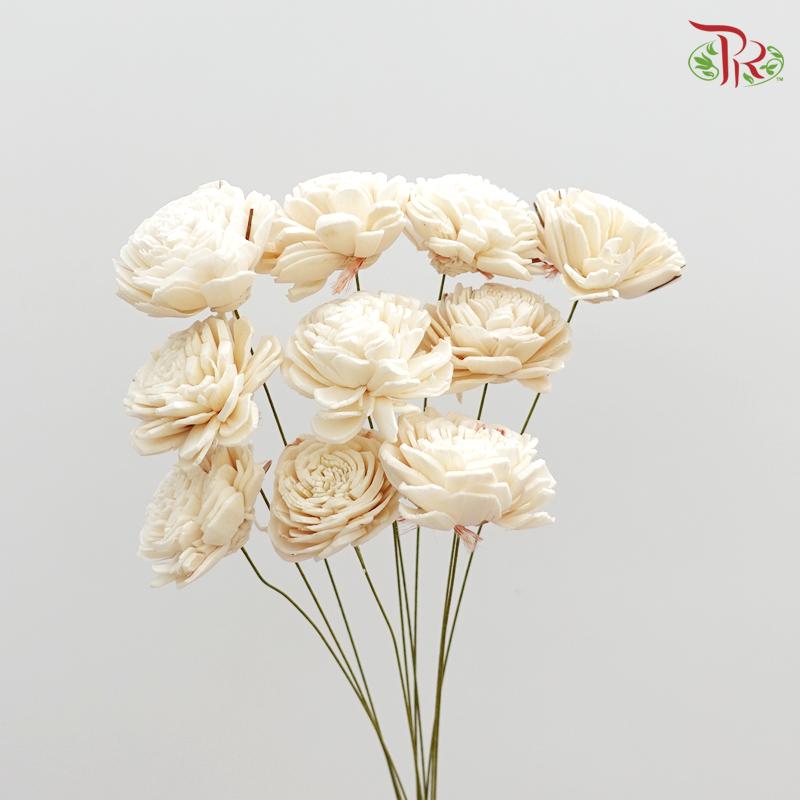 Preserved Sola Rose-Small (Cream) (3208-1-010)-Cream-Japan-prflorist.com.my