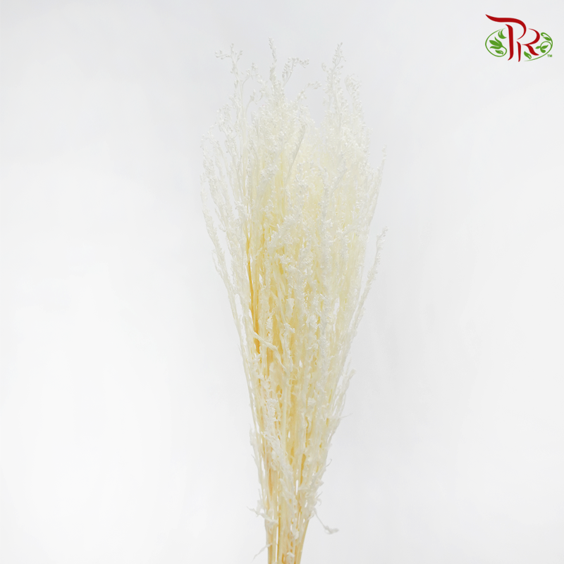 Preserved Solidago Bleached - (Per Bunch)-Bleached-China-prflorist.com.my