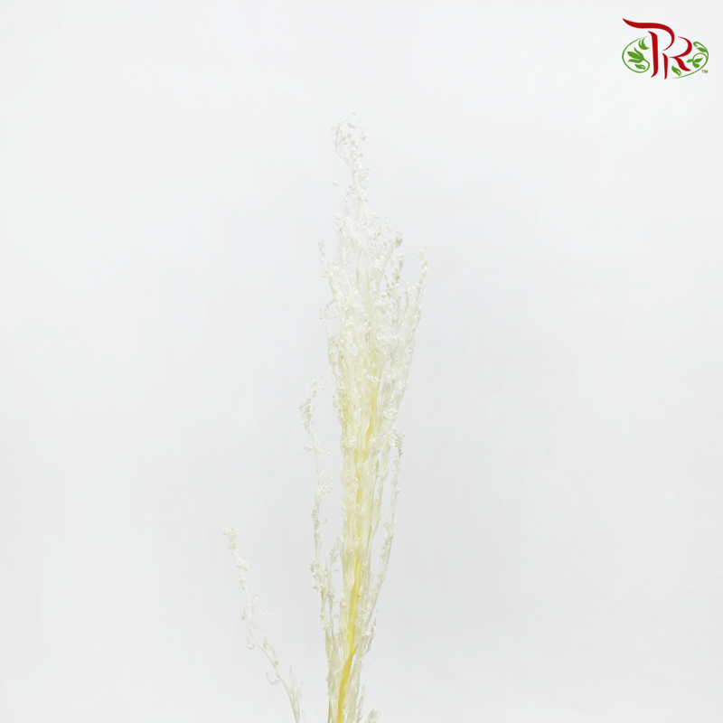 Preserved Solidago Bleached - (Per Bunch)-Bleached-China-prflorist.com.my