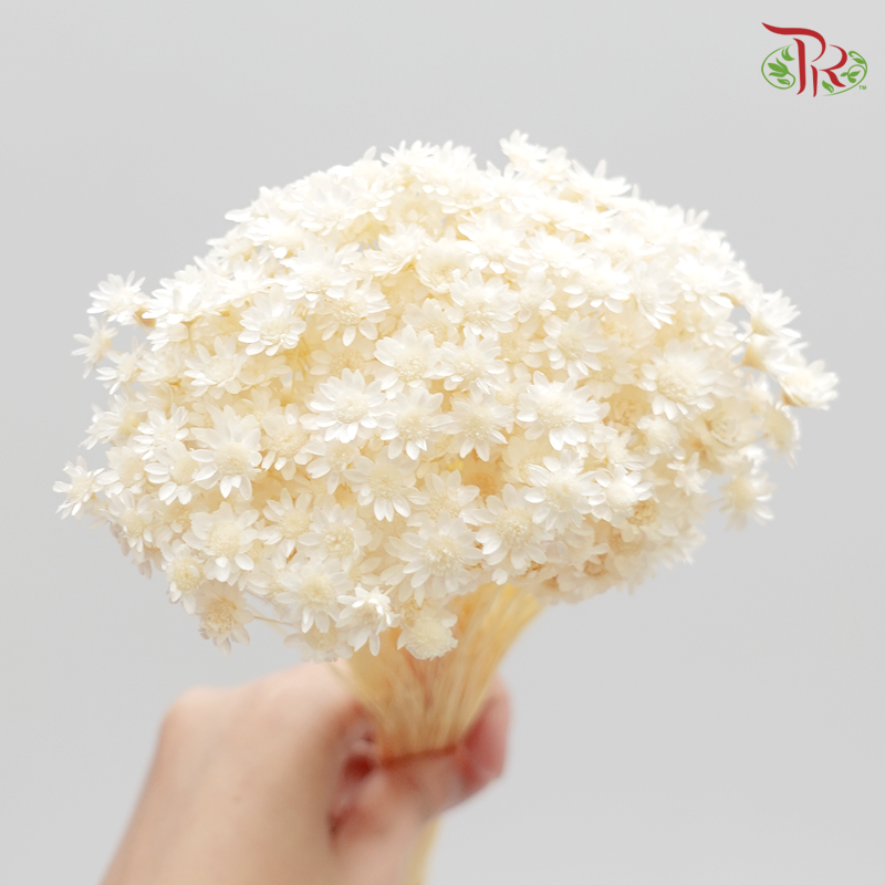 Preserved Star Flower Blossom- Bleached (3019-1-011)-Bleached-Japan-prflorist.com.my