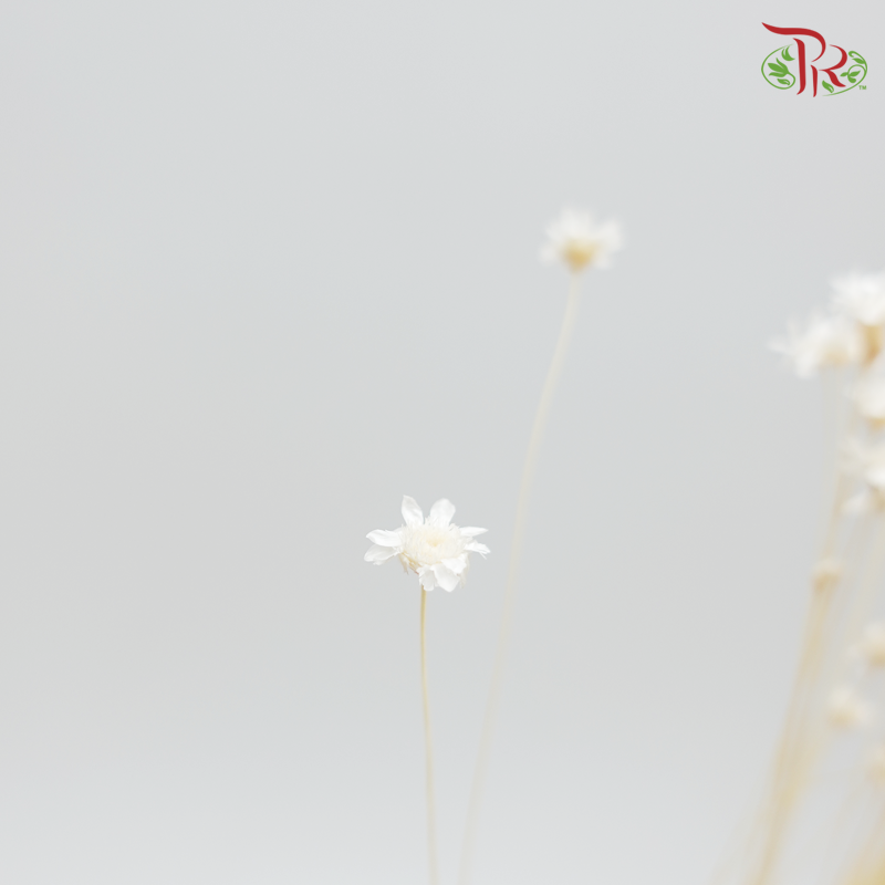Preserved Star Flower Blossom- Bleached (3019-1-011)-Bleached-Japan-prflorist.com.my