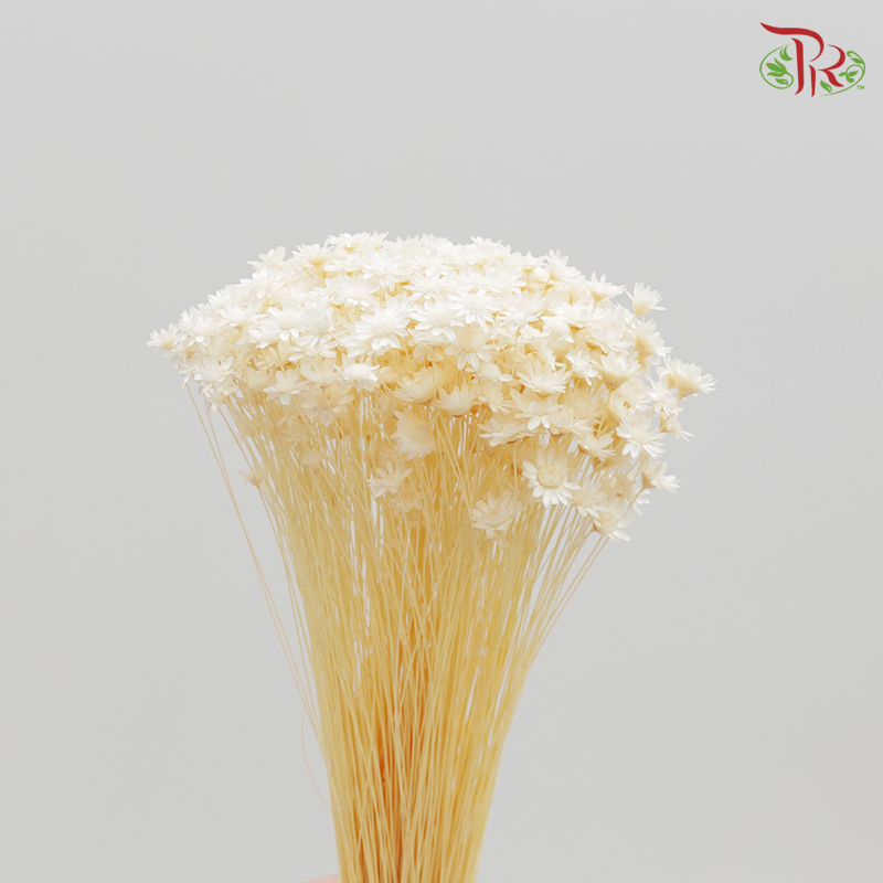 Preserved Star Flower Blossom