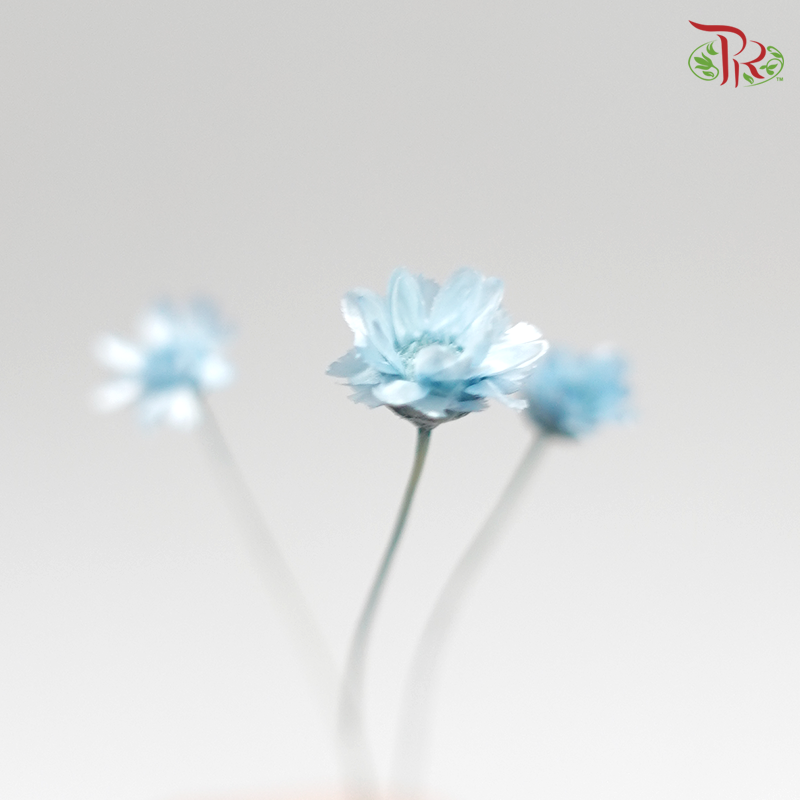 Preserved Star Flower Blossom - Blue (3019-1-621)-Blue-Japan-prflorist.com.my