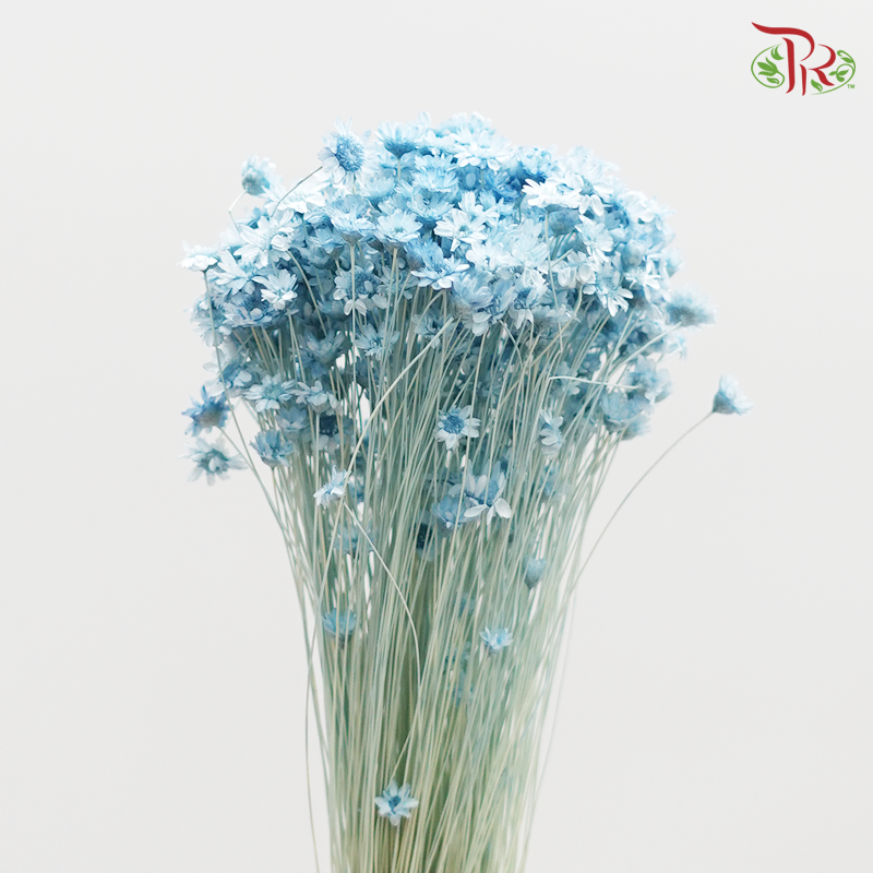 Preserved Star Flower Blossom - Blue (3019-1-621)-Blue-Japan-prflorist.com.my