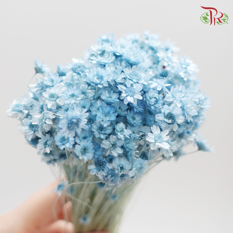 Preserved Star Flower Blossom - Blue (3019-1-621)-Blue-Japan-prflorist.com.my