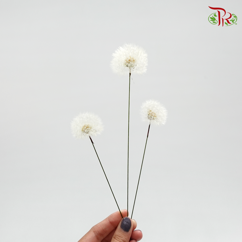 Preserved Taraxacum - (3 stems)-White-Japan-prflorist.com.my