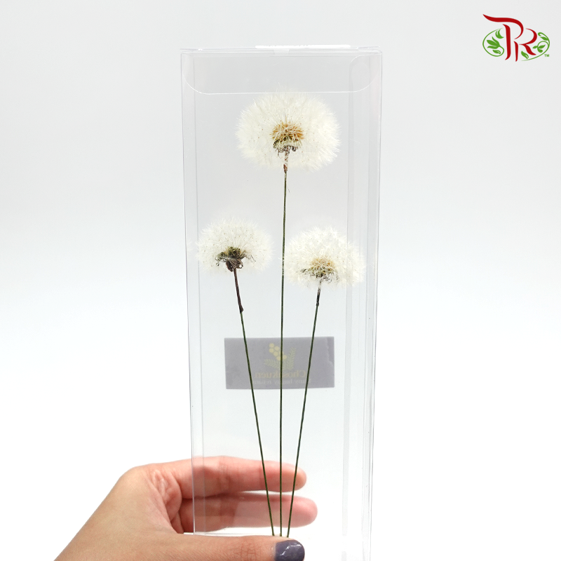 Preserved Taraxacum - (3 stems)-White-Japan-prflorist.com.my