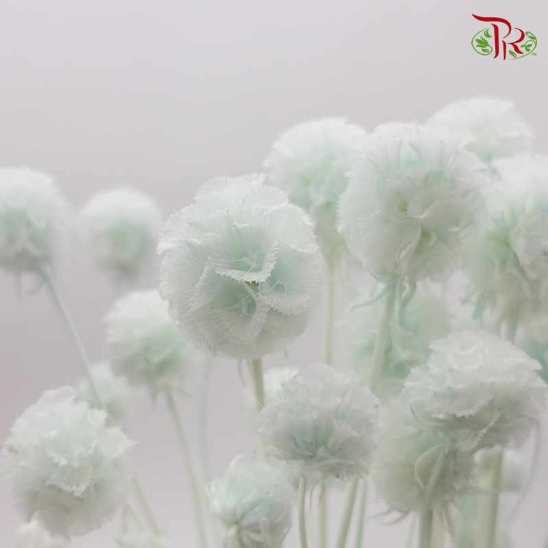 Preserved Scabiosa - Light Green (Per Bunch) - Pudu Ria Florist