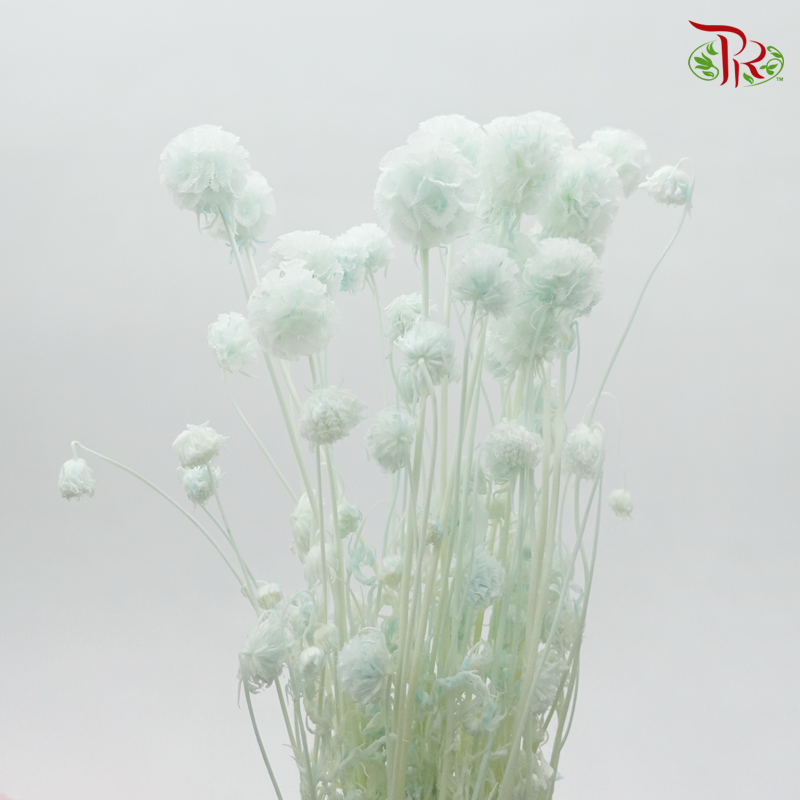Preserved Scabiosa - Light Green (Per Bunch) - Pudu Ria Florist