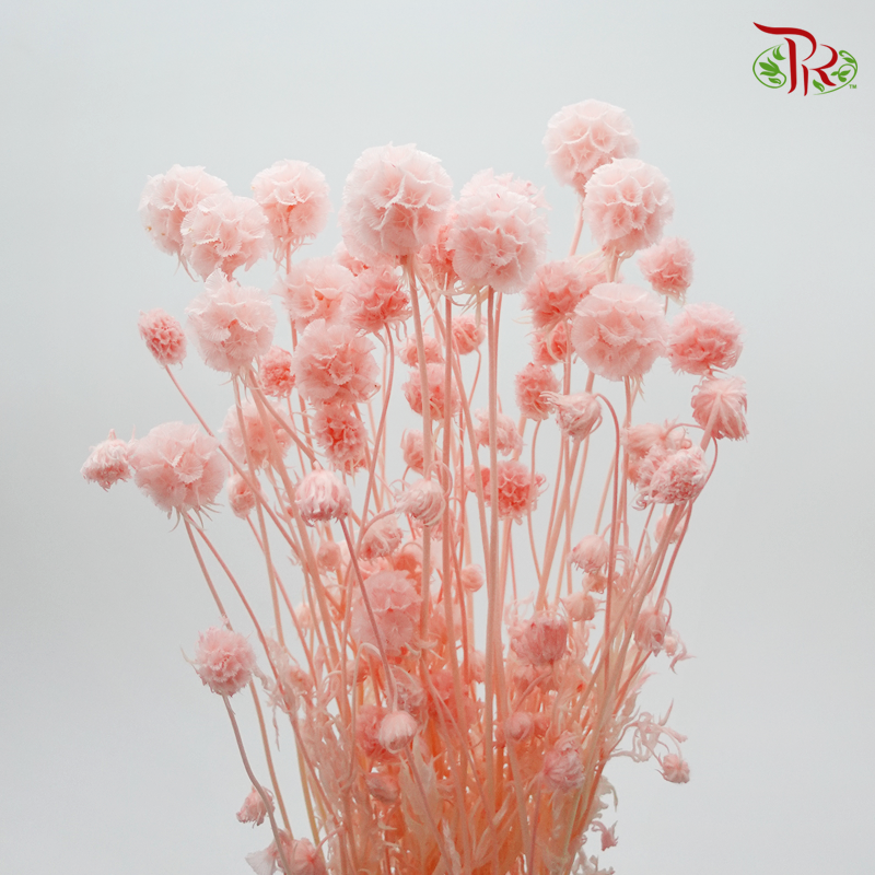 Preserved Scabiosa - Light Pink (Per Bunch) #6 - Pudu Ria Florist