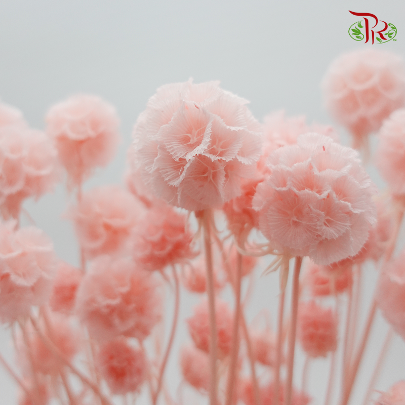 Preserved Scabiosa - Light Pink (Per Bunch) #6 - Pudu Ria Florist