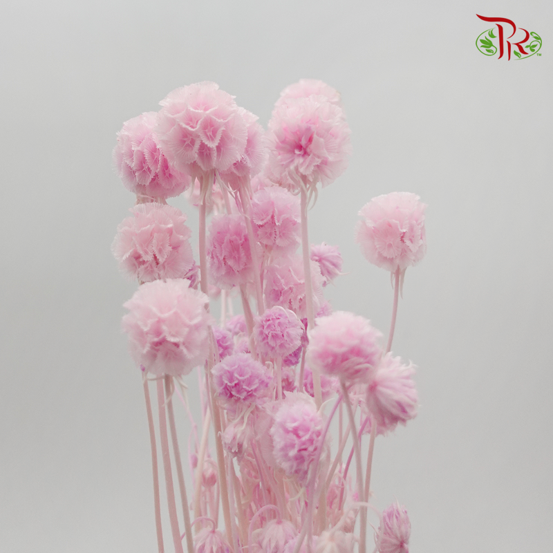 Preserved Scabiosa - Pink (Per Bunch) - Pudu Ria Florist