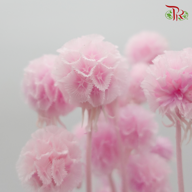 Preserved Scabiosa - Pink (Per Bunch) - Pudu Ria Florist