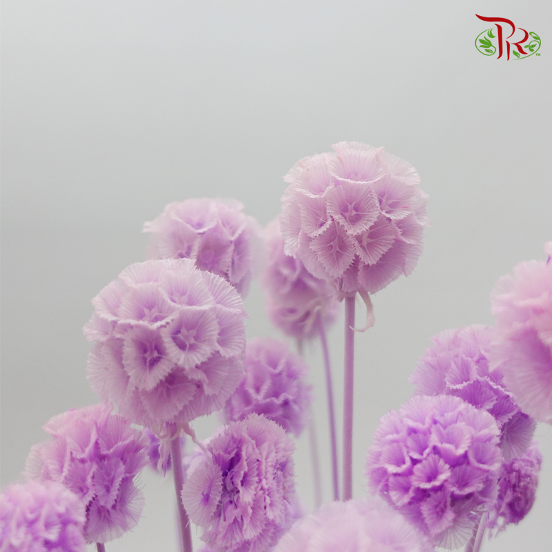 Preserved Scabiosa - Light Purple (Per Bunch) - Pudu Ria Florist