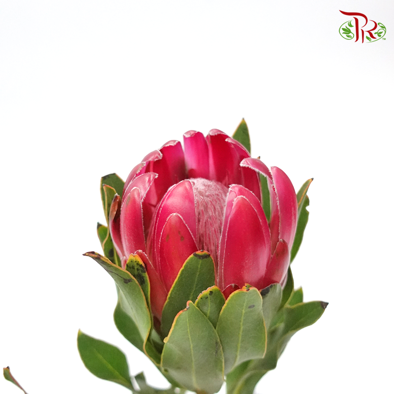 Protea Breanda - (2 Stems)-Pink-Africa-prflorist.com.my