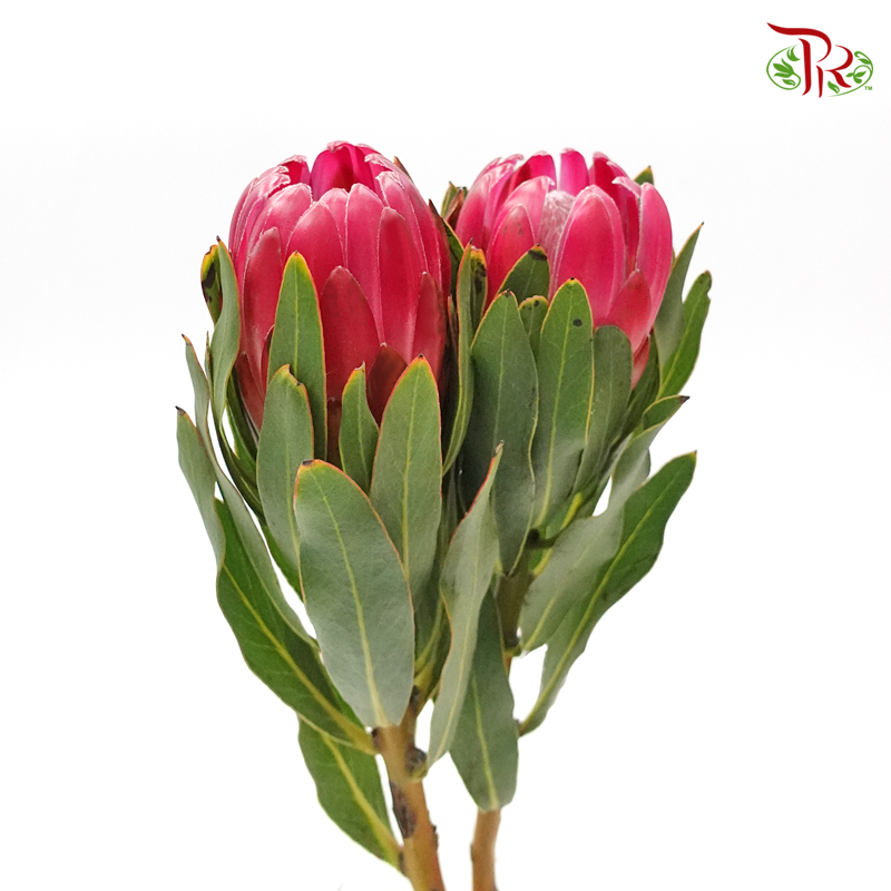 Protea Breanda - (2 Stems)-Pink-Africa-prflorist.com.my