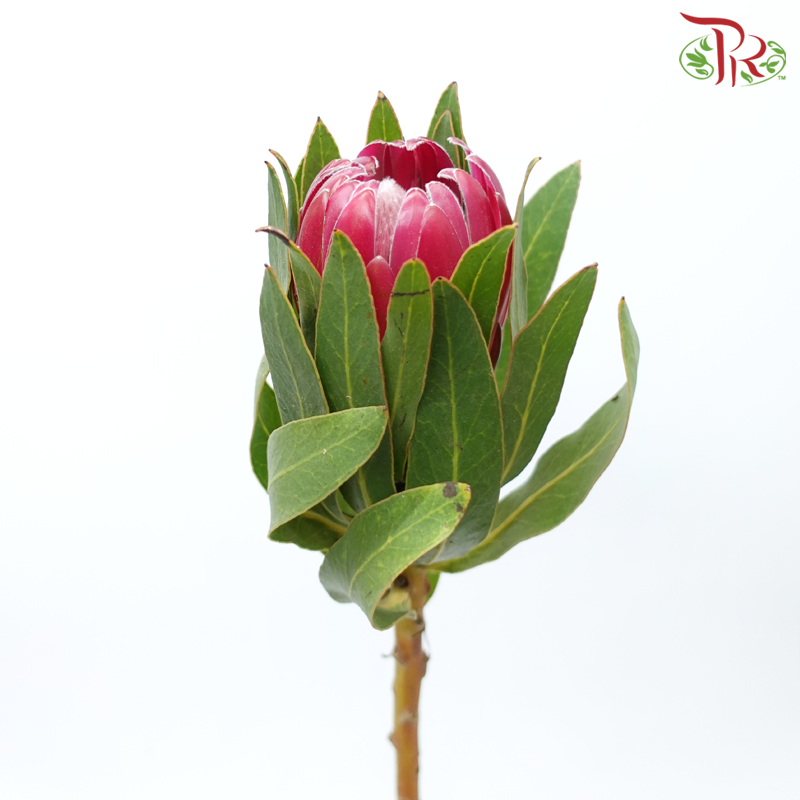 Protea - Brenda (2 Stems)-Pink-Africa-prflorist.com.my