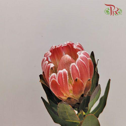 Protea Carnival 1 - (2 Stems)-Pink-Africa-prflorist.com.my
