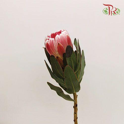 Protea Carnival 1 - (2 Stems)-Pink-Africa-prflorist.com.my