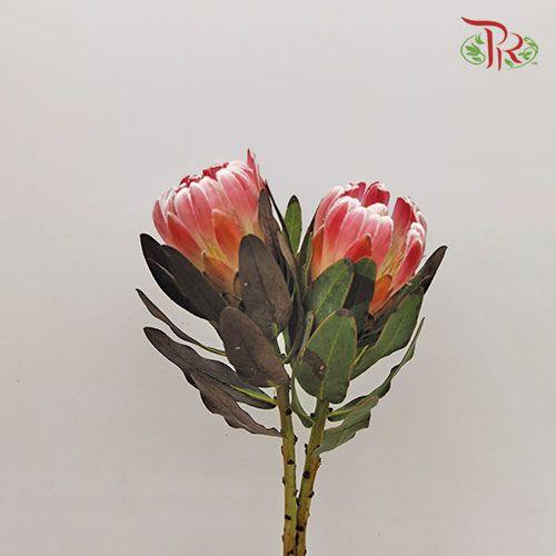 Protea Carnival 1 - (2 Stems)-Pink-Africa-prflorist.com.my