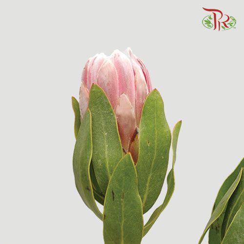 Protea Carnival - (2 Stems)-Pink-Africa-prflorist.com.my