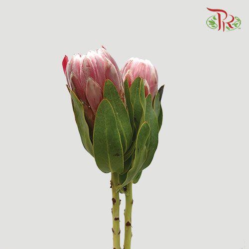 Protea Carnival - (2 Stems)-Pink-Africa-prflorist.com.my