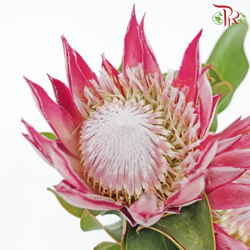 Protea Clare - (2 Stems)-Africa-prflorist.com.my