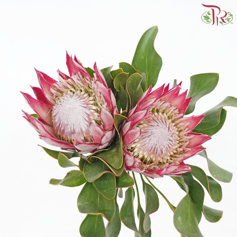 Protea Clare - (2 Stems)-Africa-prflorist.com.my
