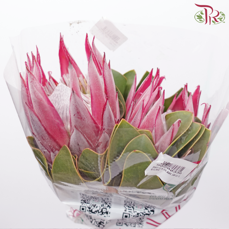 Protea Clare - (2 Stems)-Africa-prflorist.com.my