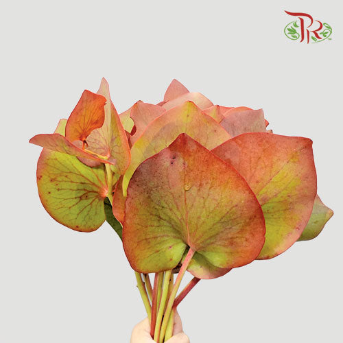 Protea Cordata - (10 Stems)-Africa-prflorist.com.my