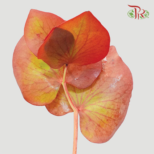 Protea Cordata - (10 Stems)-Africa-prflorist.com.my