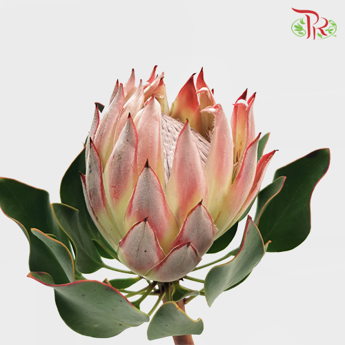 Protea Cynaroide- Pink (Per Stem)-Pink-Africa-prflorist.com.my