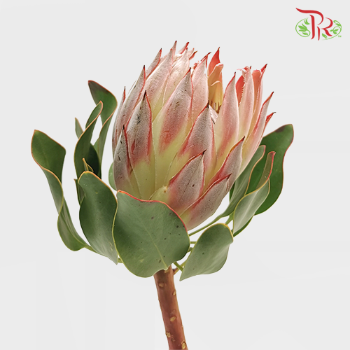 Protea Cynaroide- Pink (Per Stem)-Pink-Africa-prflorist.com.my