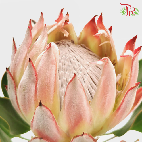 Protea Cynaroide- Pink (Per Stem)-Pink-Africa-prflorist.com.my