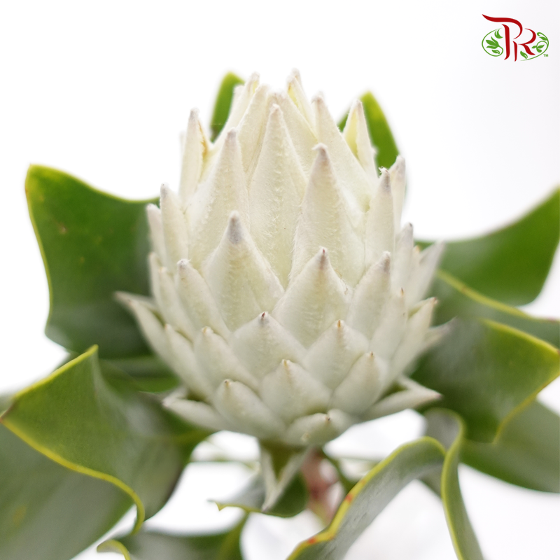 Protea Full Moon - (Per Stem)-White-Africa-prflorist.com.my