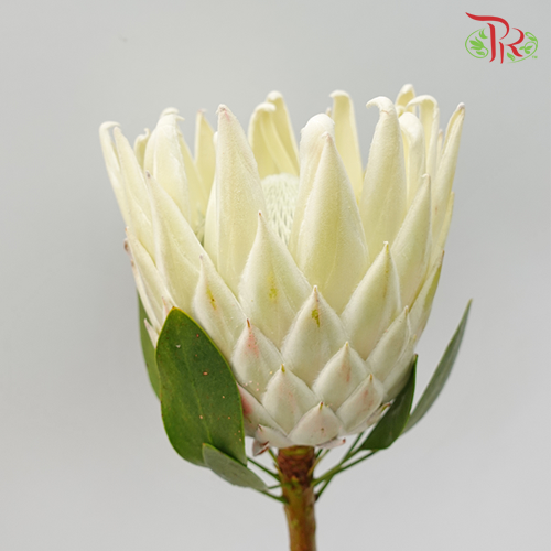 Protea Full Moon - (Per Stem)-White-Africa-prflorist.com.my