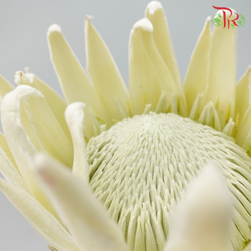 Protea Full Moon - (Per Stem)-White-Africa-prflorist.com.my