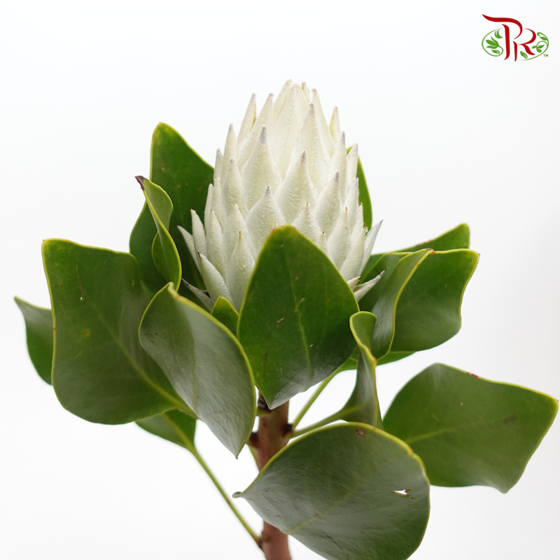 Protea Full Moon - (Per Stem)-White-Africa-prflorist.com.my