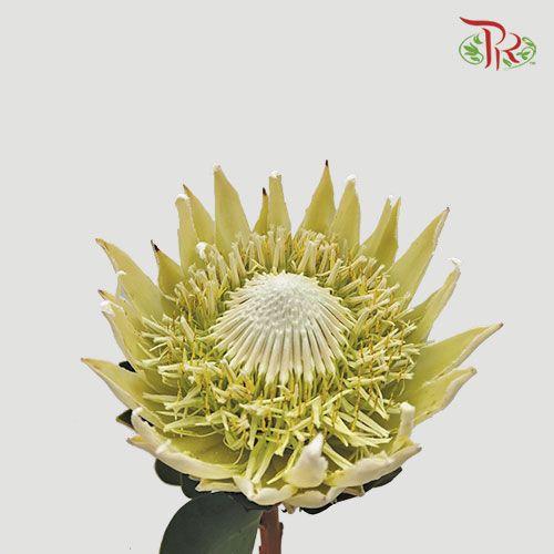 Protea Full Moon - (Per Stem)-White-Africa-prflorist.com.my