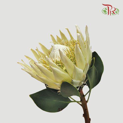 Protea Full Moon - (Per Stem)-White-Africa-prflorist.com.my