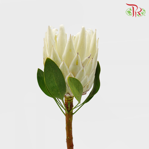 Protea Full Moon - (Per Stem)-White-Africa-prflorist.com.my