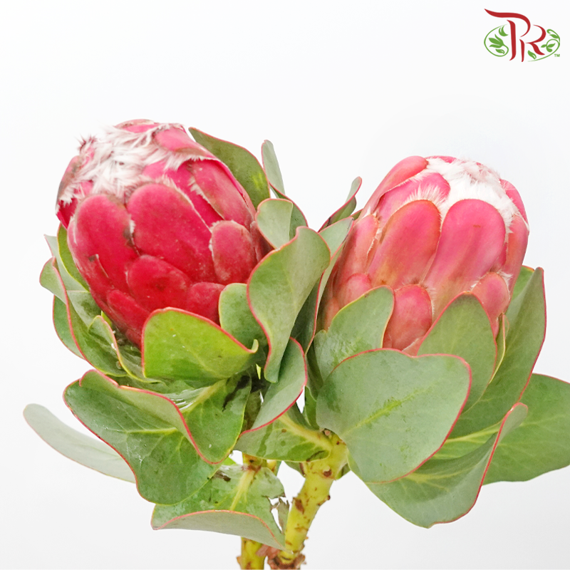 Protea Grandiceps (2 Stems)-Africa-prflorist.com.my