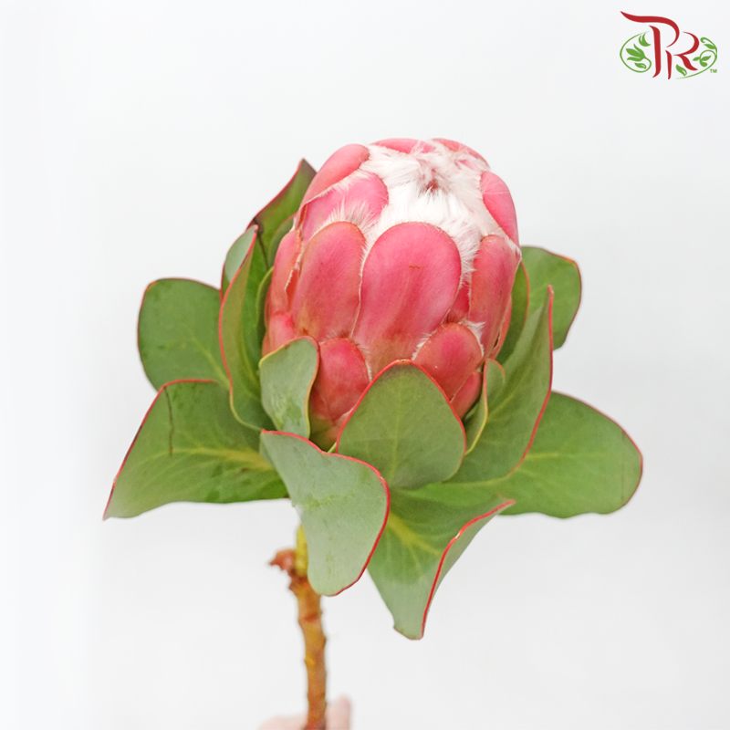 Protea Grandiceps (2 Stems)-Africa-prflorist.com.my