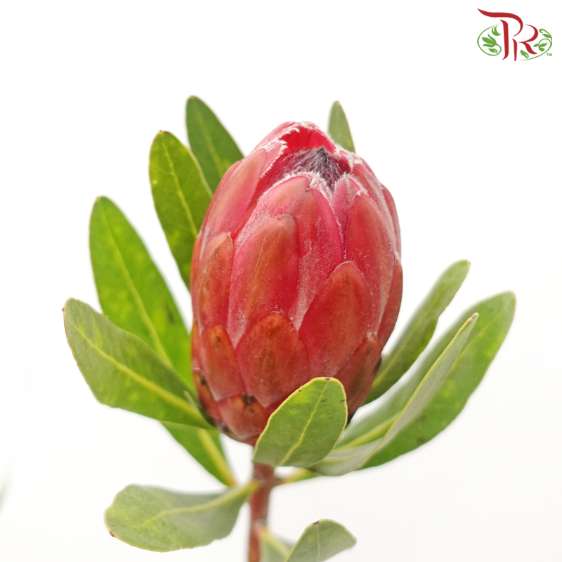 Protea - Lancelot (2 Stems)-Pink-Africa-prflorist.com.my